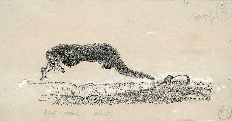 Курдов Валентин Иванович. Лот из пяти иллюстраций к книге В. Бианки «Лесная газета»